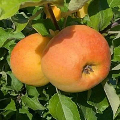 Яблоня АНТОНОВКА ЗОЛОТАЯ  Яблоня АНТОНОВКА ЗОЛОТАЯ в Челябинске