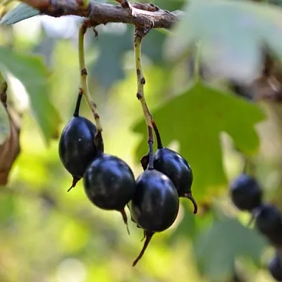 Смородина золотистая ДУСТЛИК в Челябинске