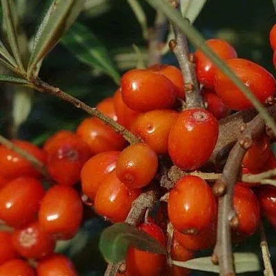 Облепиха ВОРОБЬЕВСКАЯ  Облепиха ВОРОБЬЕВСКАЯ в Челябинске