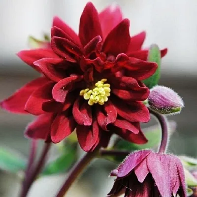 Аквилегия РУБИ ПОРТ обыкновенная  Аквилегия РУБИ ПОРТ обыкновенная в Челябинске