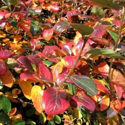 Кизильник блестящий в Челябинске