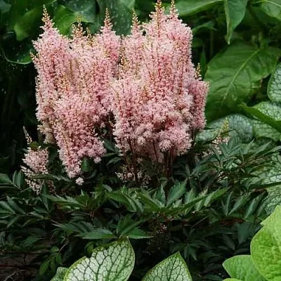 Астильба ЛУК ЭТ МИ японская  Астильба ЛУК ЭТ МИ японская в Челябинске