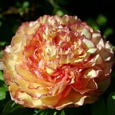 Пион ЗОЛОТАЯ РОССЫПЬ древовидный  Пион ЗОЛОТАЯ РОССЫПЬ древовидный в Челябинске