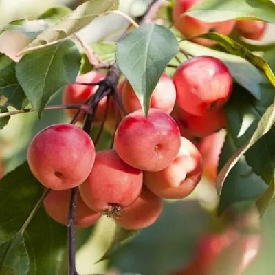 Яблоня ВИШНЕПЛОДНАЯ декоративная  Яблоня ВИШНЕПЛОДНАЯ декоративная в Челябинске