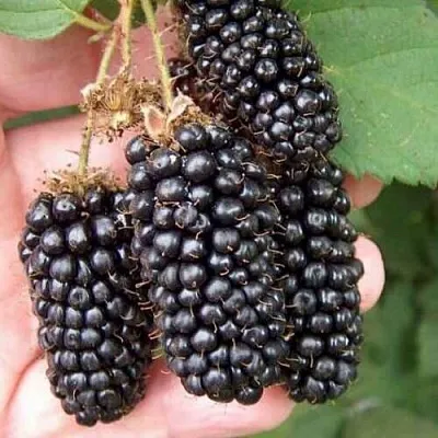 Ежевика ЛОХ НЕСС бесшипная  Ежевика ЛОХ НЕСС бесшипная в Челябинске