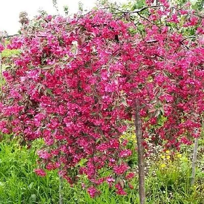 Яблоня КИНГ БЬЮТИ декоративная  Яблоня КИНГ БЬЮТИ декоративная в Челябинске