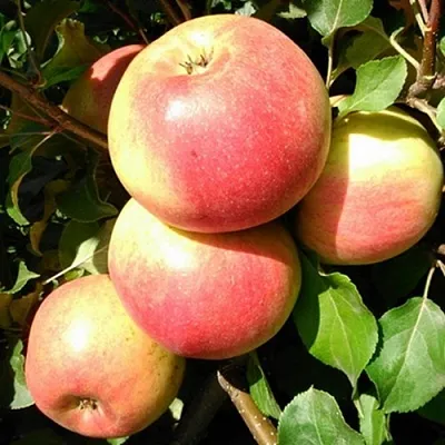 Яблоня ЭМБАССИ  Яблоня ЭМБАССИ в Челябинске