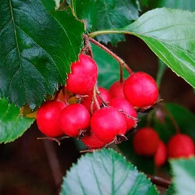 Боярышник ЛЮДМИЛ  Боярышник ЛЮДМИЛ в Челябинске