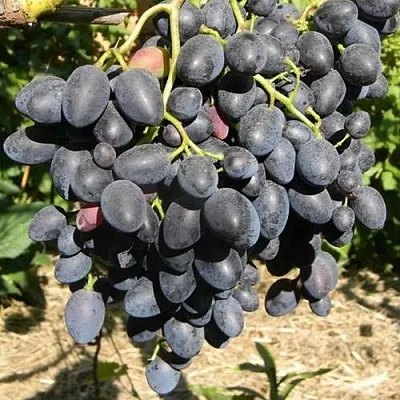 Виноград НАДЕЖДА АЗОС в Челябинске