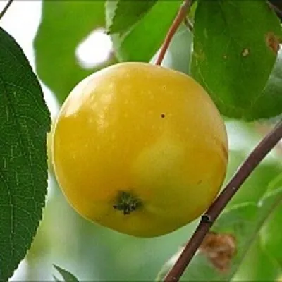 Яблоня КИТАЙКА ЖЁЛТАЯ колонновидная  Яблоня КИТАЙКА ЖЁЛТАЯ колонновидная в Челябинске