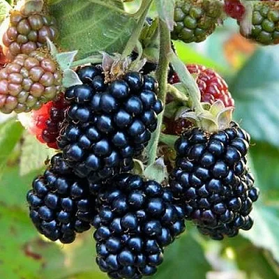 Ежевика ОУАЧИТА бесшипная  Ежевика ОУАЧИТА бесшипная в Челябинске