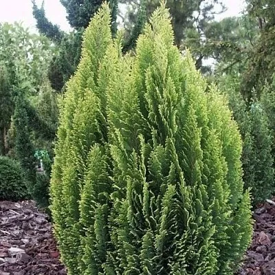 Кипарисовик ЭЛВУДИ ЭМПАЙР лавсана  Кипарисовик ЭЛВУДИ ЭМПАЙР лавсана в Челябинске