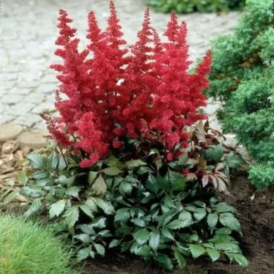 Астильба МОНТГОМЕРИ японская в Челябинске