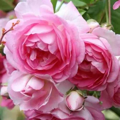 Саженцы роз ЖАСМИНА плетистая в Челябинске