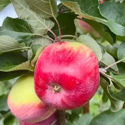 Яблоня АРБАТ колонновидная  Яблоня АРБАТ колонновидная в Челябинске