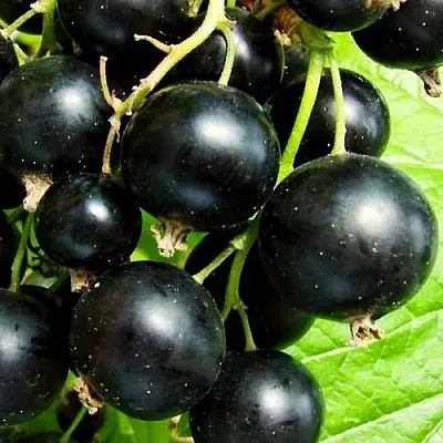 Смородина черная ДАЧНИЦА  Смородина черная ДАЧНИЦА в Челябинске