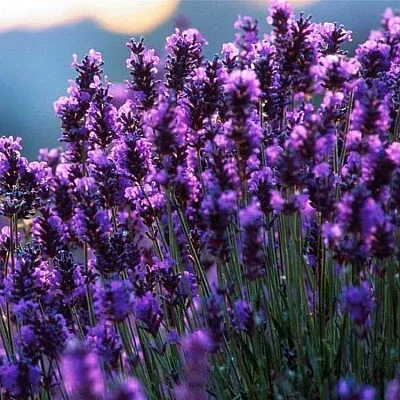Лаванда в Челябинске