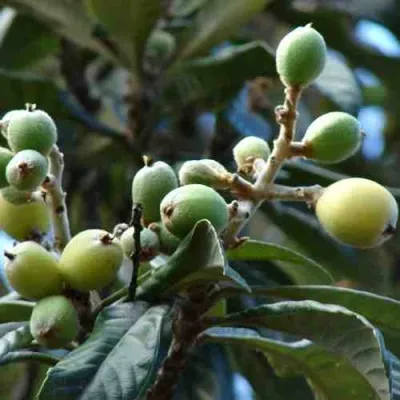 МУШМУЛА  — описание сорта МУШМУЛА  в Челябинске