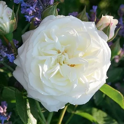 Саженцы роз АЛАБАСТЕР флорибунда  Саженцы роз АЛАБАСТЕР флорибунда в Челябинске