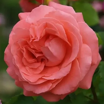 Саженцы роз ДИДИ БРИДЖУОТЕР плетистая  Саженцы роз ДИДИ БРИДЖУОТЕР плетистая в Челябинске