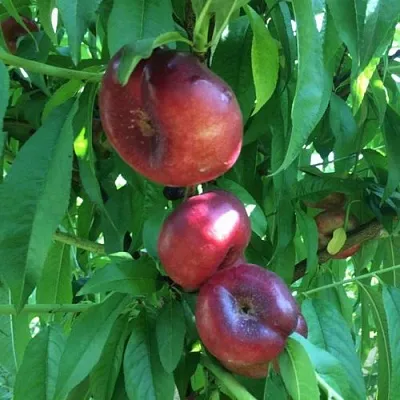 Нектарин ДОНАТ ИНЖИРНЫЙ в Челябинске