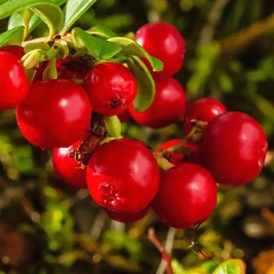 Брусника  Брусника в Челябинске