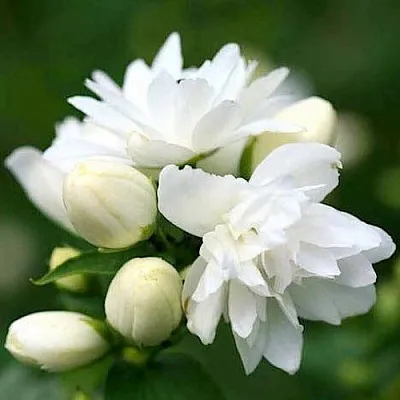 Жасмин ШНЕЕШТРУМ  Жасмин ШНЕЕШТРУМ в Челябинске