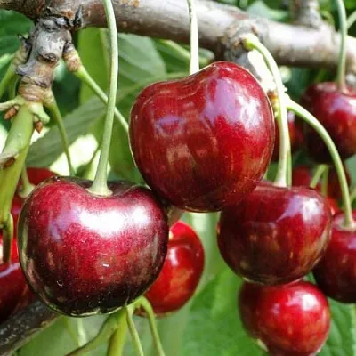 Черешня САШЕНЬКА в Челябинске