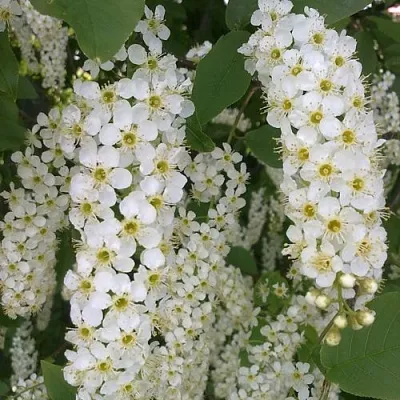 Черемуха САМОПЛОДНАЯ  Черемуха САМОПЛОДНАЯ в Челябинске