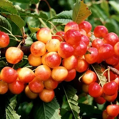 Черешня БЮТТНЕРА КРАСНАЯ в Челябинске