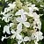 Гортензия ЛЕВАНА метельчатая в Челябинске