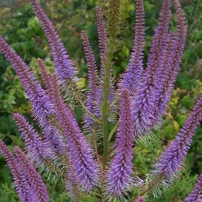 Вероникаструм ФАСЦИНЕЙШН  Вероникаструм ФАСЦИНЕЙШН в Челябинске