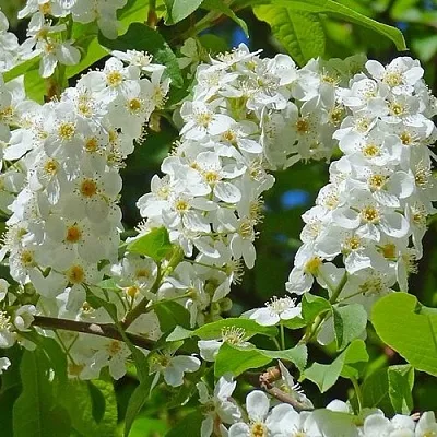 Черемуха ЧАЙКА  Черемуха ЧАЙКА в Челябинске