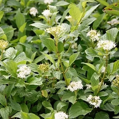 Дерен ФЛАВИРАМЕА отпрысковый   Дерен ФЛАВИРАМЕА отпрысковый  в Челябинске