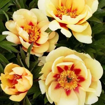 Пион БОРДЕР ЧАРМ ито-гибрид — описание сорта Пион БОРДЕР ЧАРМ ито-гибрид в Челябинске