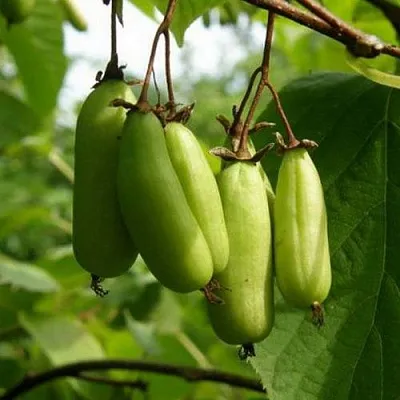 Актинидия ВИТАКОЛА Актинидия ВИТАКОЛА