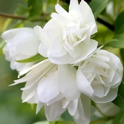 Жасмин МАНТО Д’ЭРМИН  Жасмин МАНТО Д’ЭРМИН в Челябинске