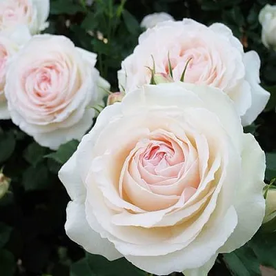 Саженцы роз ПАЛЕ РОЯЛЬ плетистая  Саженцы роз ПАЛЕ РОЯЛЬ плетистая в Челябинске