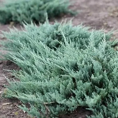 Можжевельник БЛЮ ЧИП горизонтальный  Можжевельник БЛЮ ЧИП горизонтальный в Челябинске