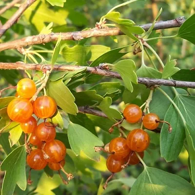 саженцы смородины золотистой