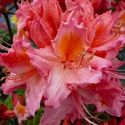 Азалия ПИНК ДЕЛАЙТ листопадная	  Азалия ПИНК ДЕЛАЙТ листопадная	 в Челябинске