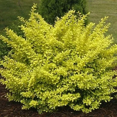 Барбарис АУРЕА тунберга  Барбарис АУРЕА тунберга в Челябинске