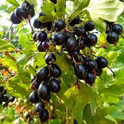 Смородина золотистая ОВАЛЬНАЯ в Челябинске