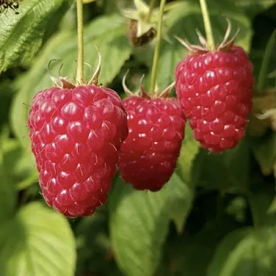 Малина МАПЕМА   Малина МАПЕМА  в Челябинске