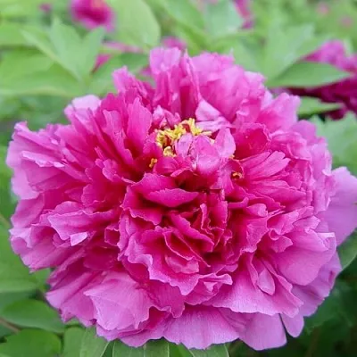 Пион ЛИЛОВАЯ ФАНТАЗИЯ древовидный  Пион ЛИЛОВАЯ ФАНТАЗИЯ древовидный в Челябинске