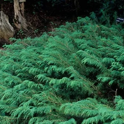 Микробиота  Микробиота в Челябинске