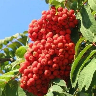 Рябина НЕВЕЖИНСКАЯ сладкоплодная — описание сорта Рябина НЕВЕЖИНСКАЯ сладкоплодная в Челябинске