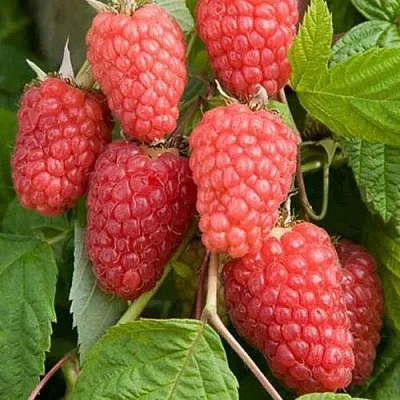 Малина КАСКАД ДЕЛАЙТ  Малина КАСКАД ДЕЛАЙТ в Челябинске