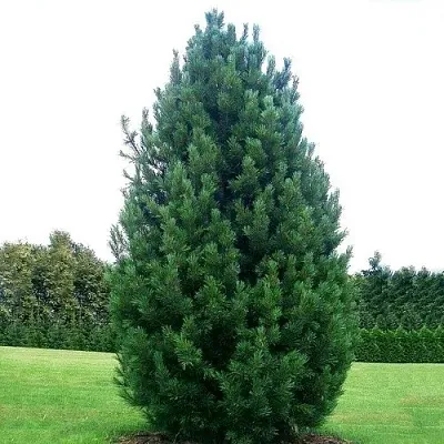 Сосна кедровая   Сосна кедровая  в Челябинске