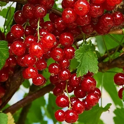 Смородина красная НАТАЛИ  Смородина красная НАТАЛИ в Челябинске